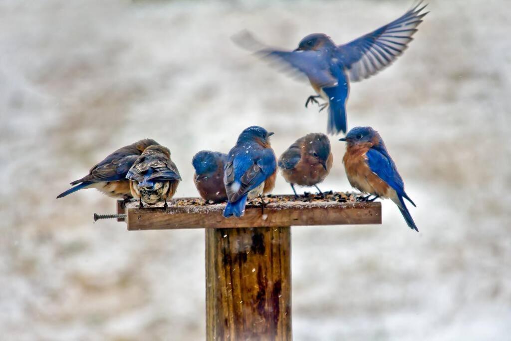 Bluebirds Nest 10 Min To Avl Biltmore Hot Tub Cont Bkfst Sparkling Water Asheville Exteriér fotografie